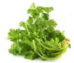 Coriander Stock Photo