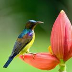 Male Brown-throated Sunbird Stock Photo