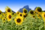 Sunflower Field Stock Photo