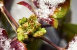 Mahonia Shrub With Green Buds Stock Photo