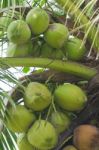 Coconuts Stock Photo