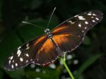 Butterfly Stock Photo