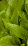 Hosta Stock Photo