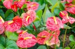 Closeup Of Several Red Anthurium Andreanum (flamingo Lily) Stock Photo