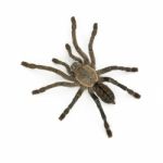 Tarantula Stock Photo