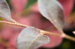 Leaves From A Bush Stock Photo