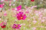 Cosmos With Colorful Stock Photo