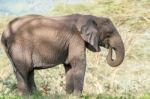 African Elephant In Serengeti National Park Stock Photo