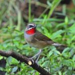 Siberian Rubythroat Stock Photo