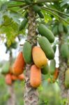 Papaya Stock Photo