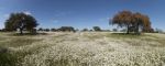 Spring Landscape In Alentejo Stock Photo