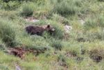 Brown Bear In Asturian Lands Stock Photo