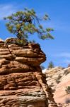 Stunted Tree On A Rocky Outcrop Stock Photo