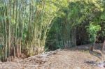 Bamboo Trees Stock Photo