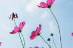 Pink Cosmos With Blue Sky Stock Photo