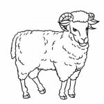 Hand Drawing Sheep- Illustration Stock Photo