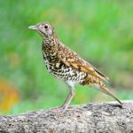 White Thrush Stock Photo