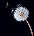 Blowball Of Dandelion Flower Stock Photo