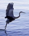 Beautiful Isolated Picture With A Great Blue Heron In Flight Stock Photo