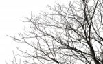 Branch Of Tree On White Stock Photo