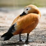 Ruddy Shelduck Stock Photo