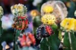 Cactus Planted In Pot Stock Photo