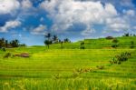 Rice Fields In Bali Island, Indonesia Stock Photo