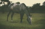 Horse In The Countryside Stock Photo