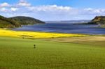 Rape Seed Field Near Munlochy Bay Stock Photo