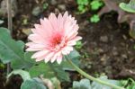 Pink Chrysanthemum Flowers In Garden Stock Photo