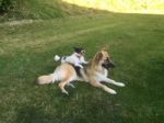 German Shepherd And Jack Russell In Garden Stock Photo