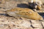 Parmacella Valenciennii Slug Stock Photo