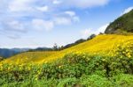 Flower Field On The Mountain Stock Photo