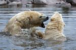 Polar Bear (ursus Maritimus) Stock Photo