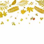 Frame From Yellow Leaves And Dry Leaves And Flower On White Background Stock Photo