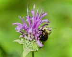 Background With A Honeybee Sitting On Flowers Stock Photo