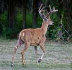 Beautiful Isolated Picture Of A Wild Male Deer With The Horns Running Away Stock Photo