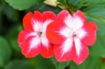 Red White Primula Flower In Garden Stock Photo