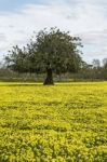 Almond Orchard In A Field Of Yellow Flowers Stock Photo