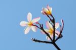 Plumeria Stock Photo