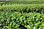 Tea Garden Stock Photo