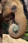 Asian Elephant Stock Photo