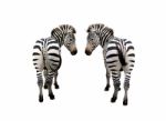 Zebras Stock Photo