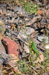 Solitary Desert Locust Stock Photo