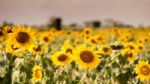 Field Of Sunflowers With Blue Sky. A Sunflower Field At Sunset,w Stock Photo