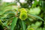 Chestnut (castanea Fruits) Stock Photo