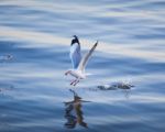 Seagull Flying Stock Photo