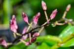 Buds Of Dendrobium Orchid Hybrids Is White With Pink Stripes Stock Photo