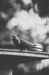 Rainbow Lorikeet Stock Photo