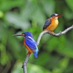 Blue-eared Kingfisher Stock Photo